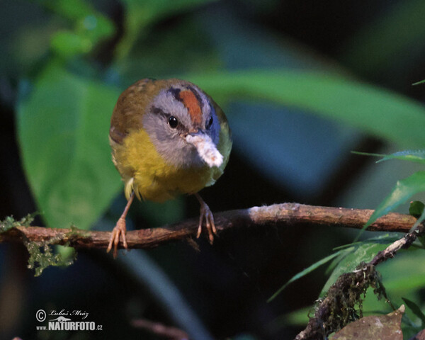 Goldscheitel-Waldsänger (Myiothlypis coronata)