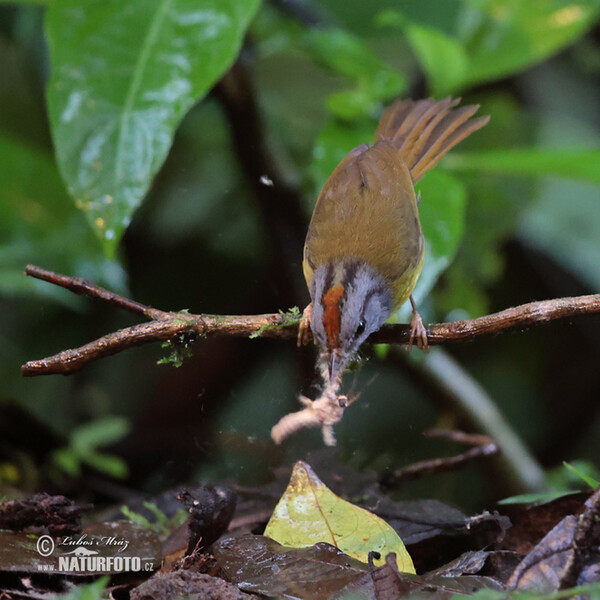 Goldscheitel-Waldsänger (Myiothlypis coronata)