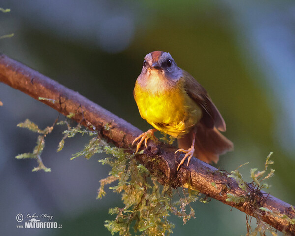 Goldscheitel-Waldsänger (Myiothlypis coronata)