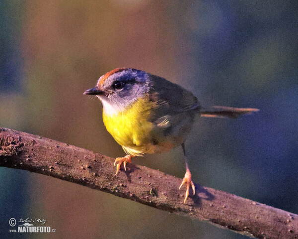 Goldscheitel-Waldsänger (Myiothlypis coronata)