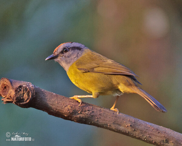 Goldscheitel-Waldsänger (Myiothlypis coronata)