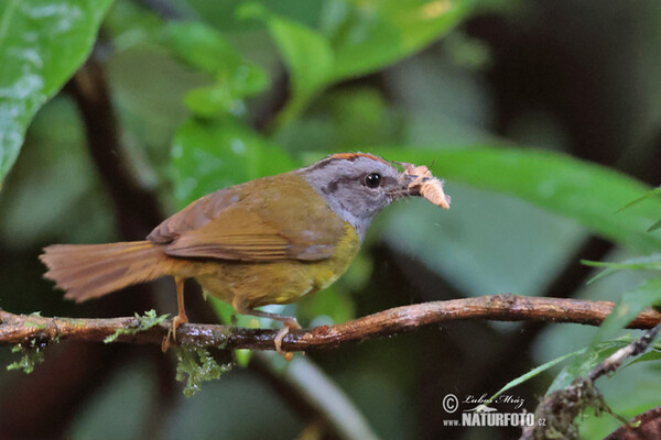 Goldscheitel-Waldsänger (Myiothlypis coronata)