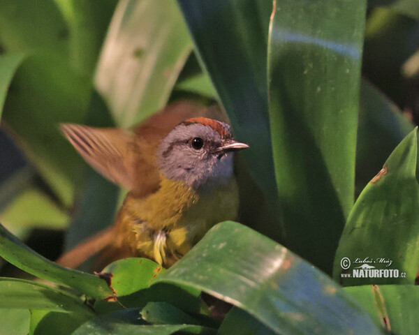 Goldscheitel-Waldsänger (Myiothlypis coronata)