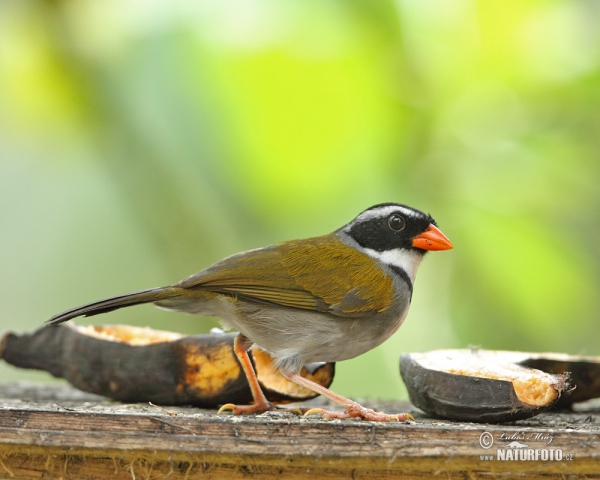 Goldschnabel-Buschammer (Arremon aurantiirostris)