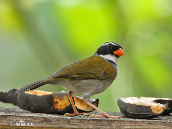 Goldschnabel-Buschammer (Arremon aurantiirostris)