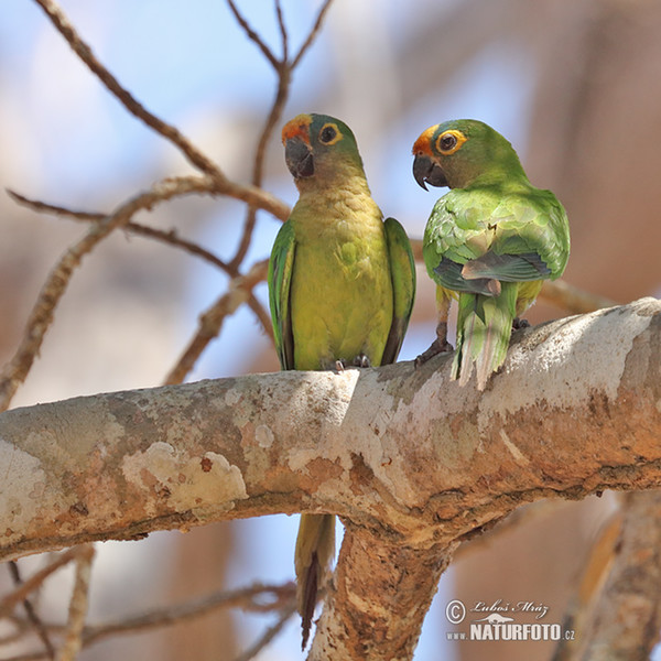 Goldstirnsittich (Eupsittula aurea)