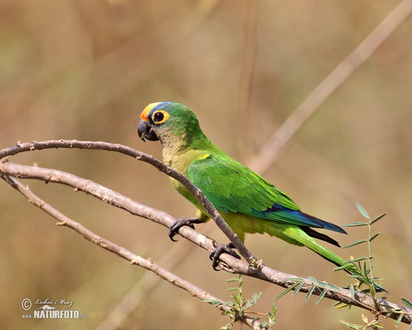 Goldstirnsittich (Eupsittula aurea)