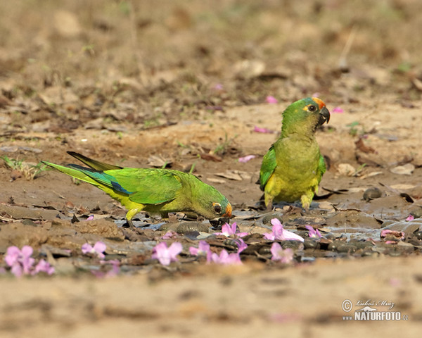 Goldstirnsittich (Eupsittula aurea)