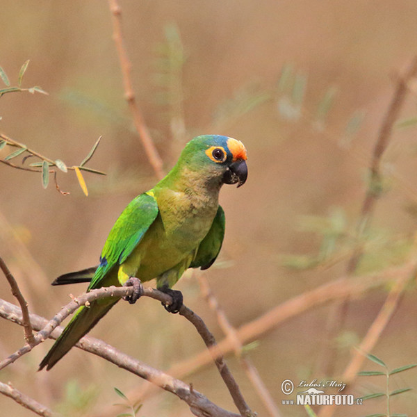 Goldstirnsittich (Eupsittula aurea)