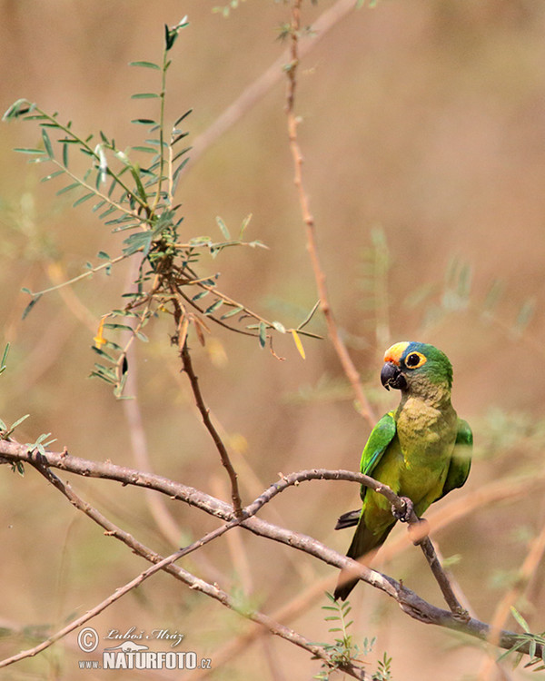 Goldstirnsittich (Eupsittula aurea)