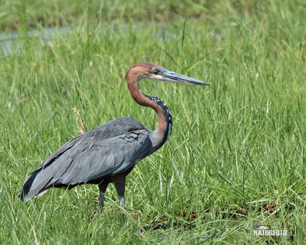 Goliathreiher (Ardea goliath)