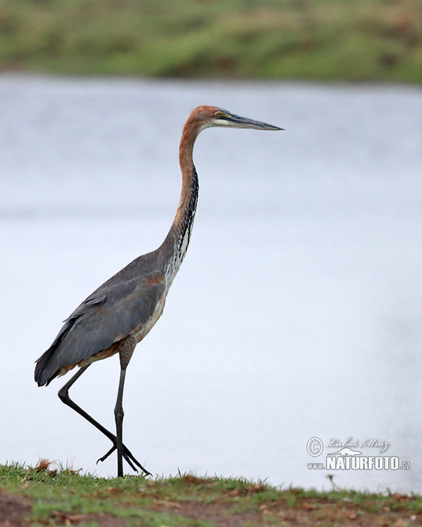 Goliathreiher (Ardea goliath)