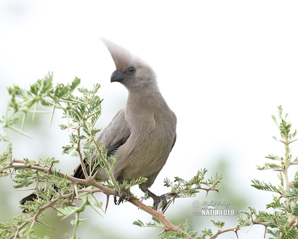 Gralarmvogel (Corythaixoides concolor)