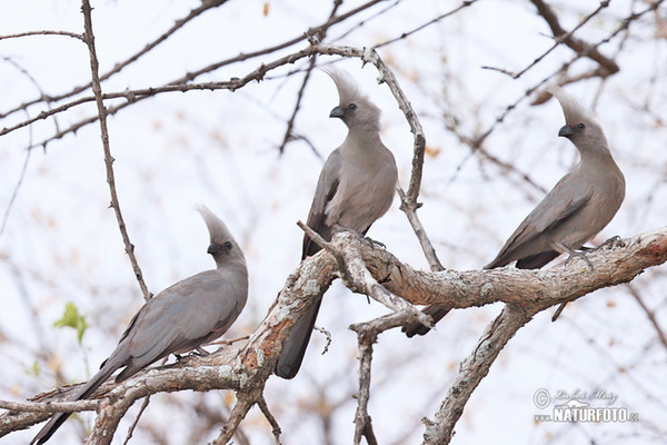 Gralarmvogel (Corythaixoides concolor)