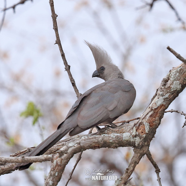 Gralarmvogel (Corythaixoides concolor)