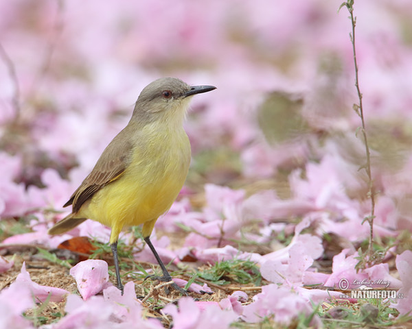 Graslandtyrann (Machetornis rixosa)