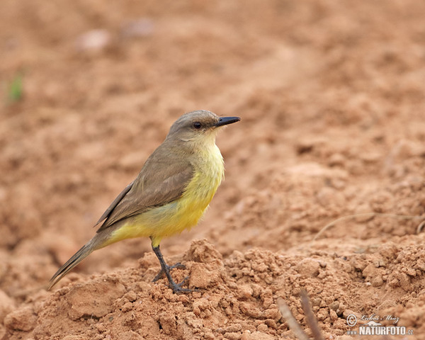 Graslandtyrann (Machetornis rixosa)