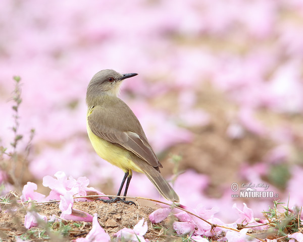 Graslandtyrann (Machetornis rixosa)