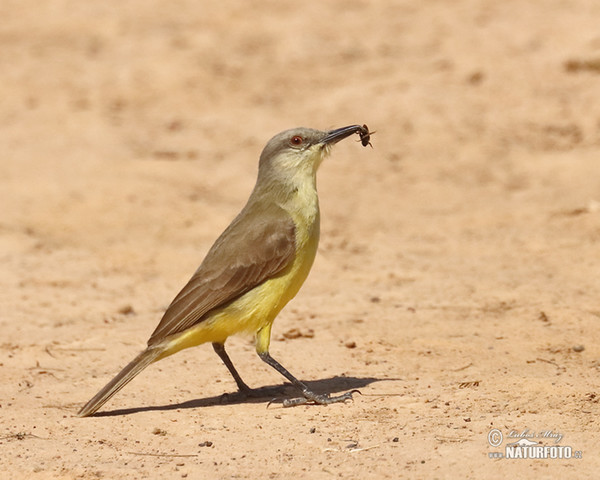 Graslandtyrann (Machetornis rixosa)