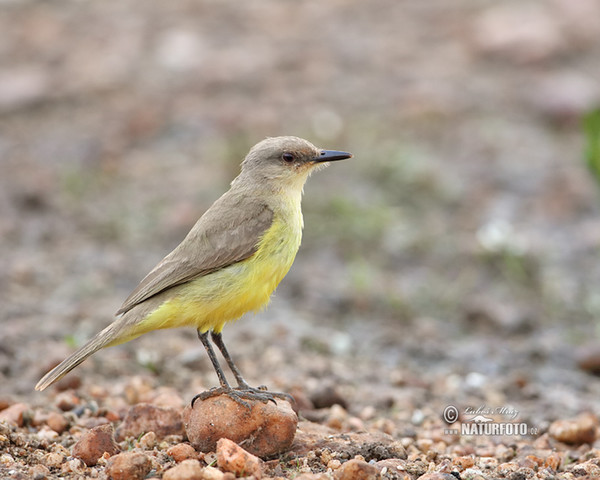 Graslandtyrann (Machetornis rixosa)