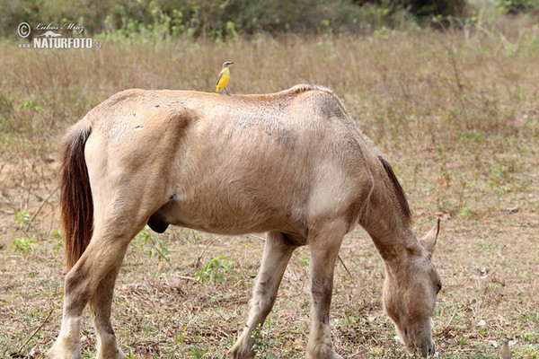 Graslandtyrann (Machetornis rixosa)