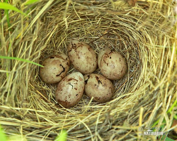 Grauammer (Emberiza calandra)