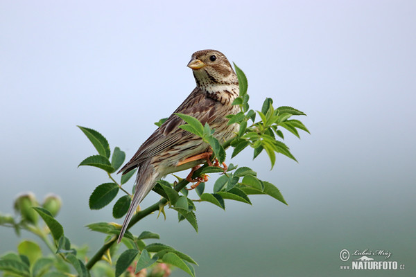 Grauammer (Emberiza calandra)