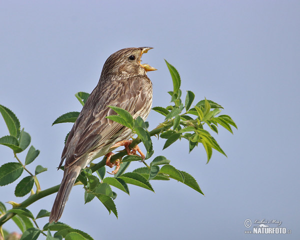 Grauammer (Emberiza calandra)