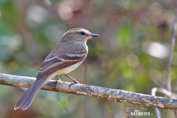 Graubraun-Kleintyrann (Phaeomyias murina)