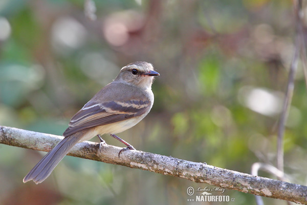 Graubraun-Kleintyrann (Phaeomyias murina)