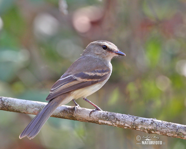 Graubraun-Kleintyrann (Phaeomyias murina)