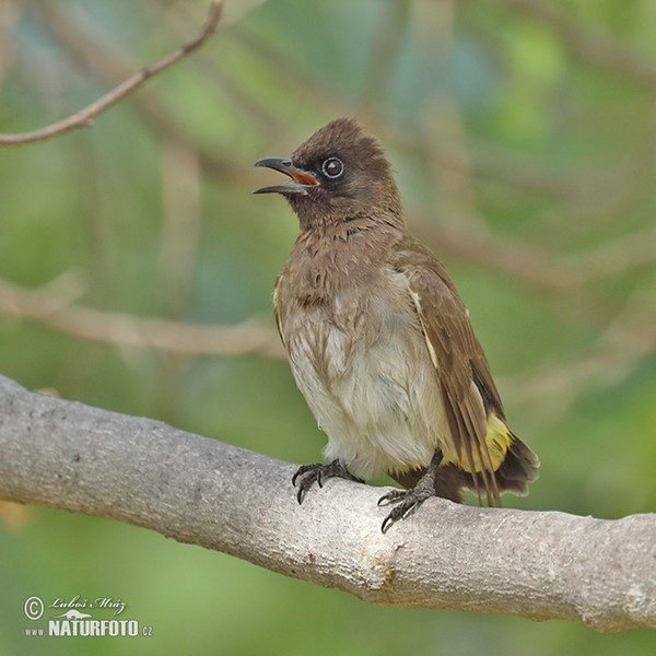 Graubülbül (Pycnonotus barbatus)