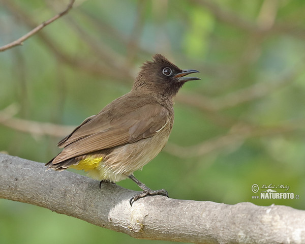 Graubülbül (Pycnonotus barbatus)