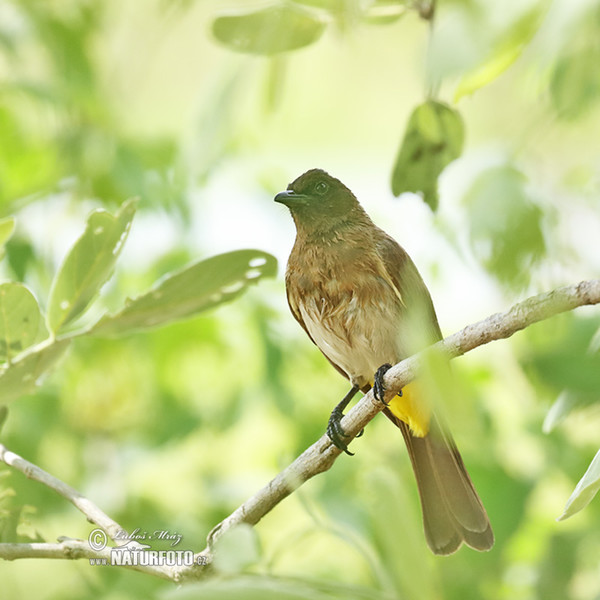 Graubülbül (Pycnonotus barbatus)