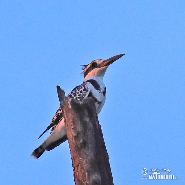 Graufischer (Ceryle rudis)