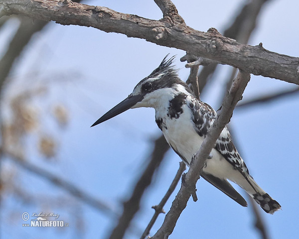 Graufischer (Ceryle rudis)