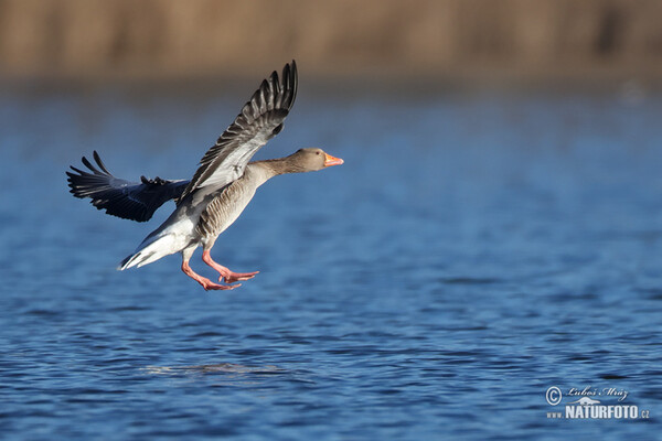 Graugans (Anser anser)