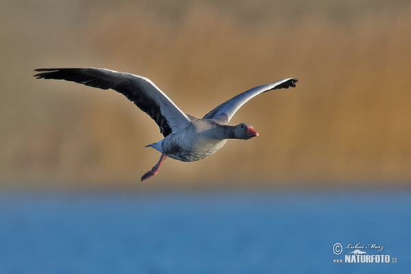 Graugans (Anser anser)