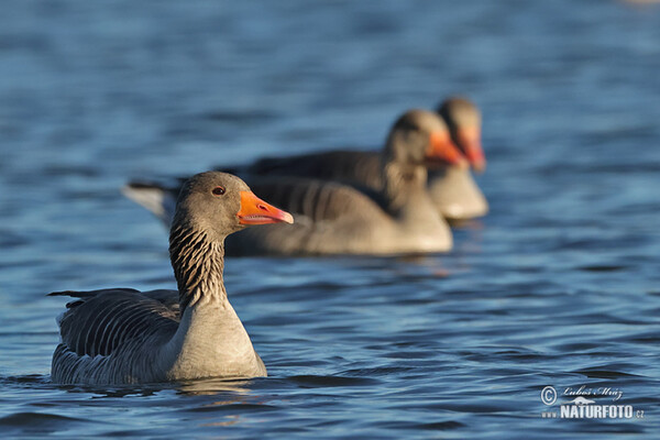 Graugans (Anser anser)