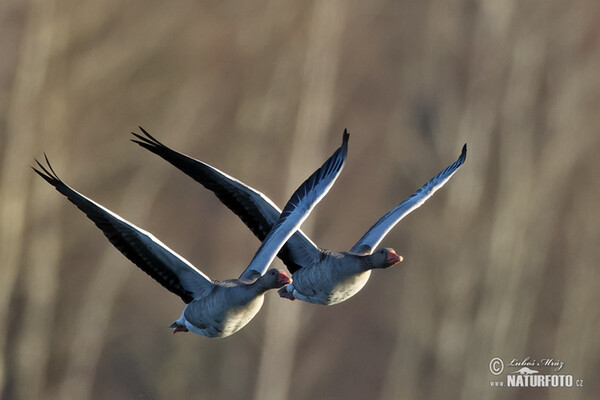 Graugans (Anser anser)