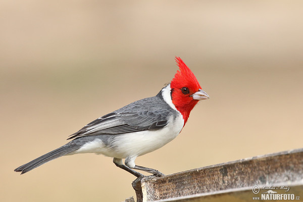 Graukardinal (Paroaria coronata)