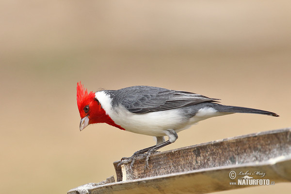 Graukardinal (Paroaria coronata)