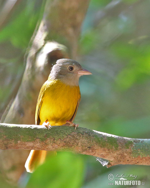 Graukopftangare (Eucometis penicillata)