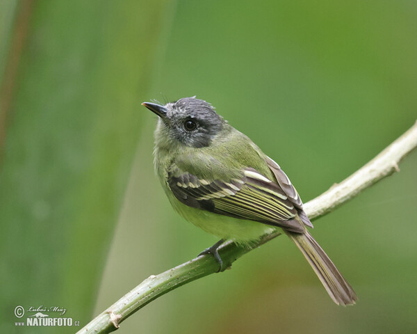 Graukronet-Kleintyrann (Phyllomyias plumbeiceps)