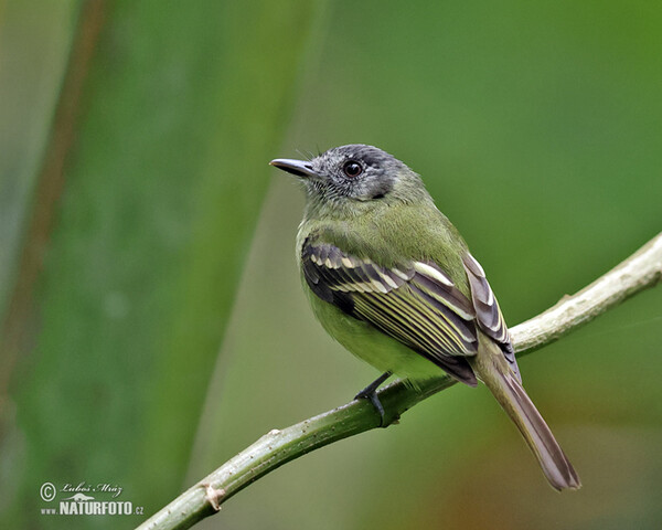 Graukronet-Kleintyrann (Phyllomyias plumbeiceps)