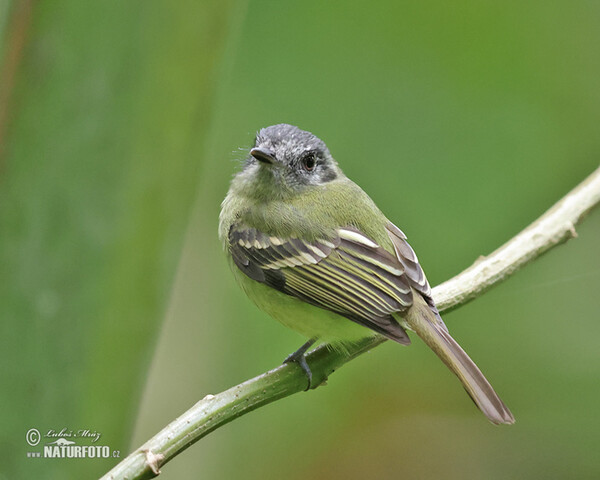 Graukronet-Kleintyrann (Phyllomyias plumbeiceps)