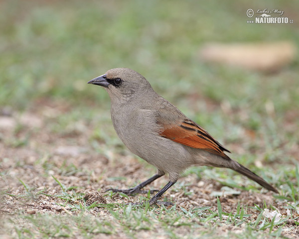 Graukuhstärling (Agelaioides badius)