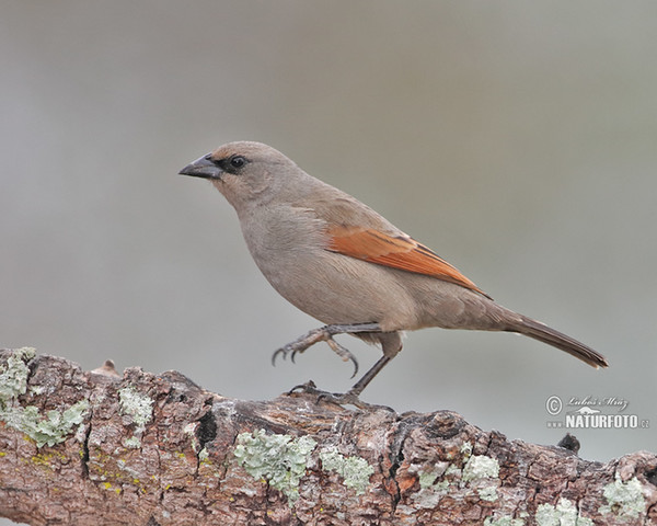 Graukuhstärling (Agelaioides badius)