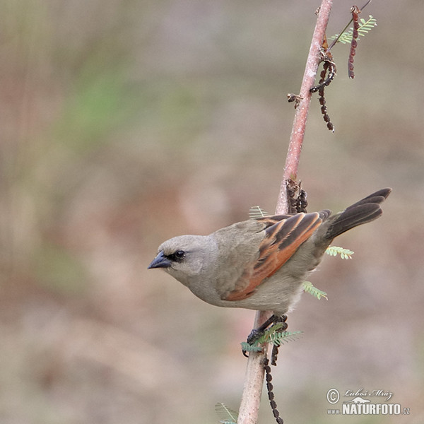 Graukuhstärling (Agelaioides badius)