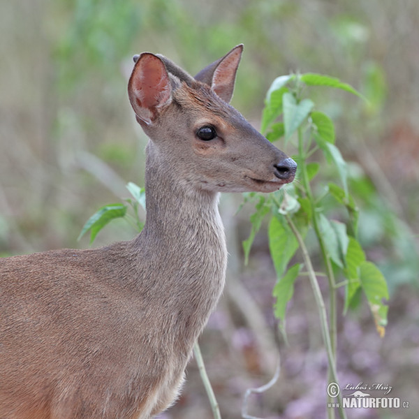 Graumazama (Mazama gouazoubira)